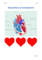 Dissektion af svinehjerte | Biologi Rapport