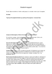 Anatomi | rapport | Idræt
