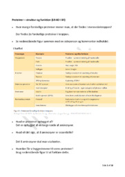 Proteiner – Opbygning & Funktion | Biologi Noter
