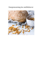 Energiomsætning hos melbillelarver | Biologi rapport