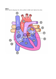 Hjerte og kredsløb | Arbejdsspørgsmål