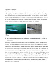 Hornfisk | Bioteknologi opgave