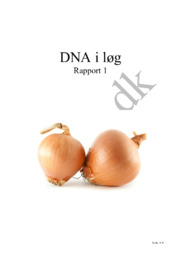 DNA i løg | Biologi rapport