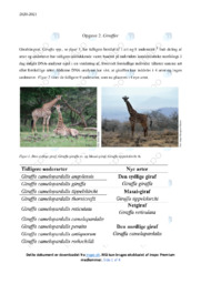 Giraffer | Rapport