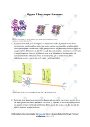 Iontransport i neuroner