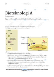 Genmodificerede fisk | Bioteknologi
