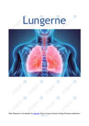Lungerne | Biologi Rapport