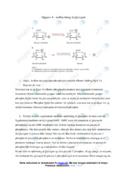 Nedbrydning af Glycogen | Biologi