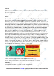 Belyse Musklernes Funktion | Biologi