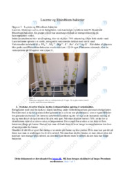Lucerne og Rhizobium-bakterier | Opgave