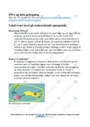 DNA og dets opbygning | Noter Kemi