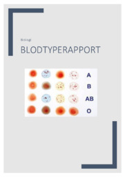 Blodtyperapport | Noter i biologi | Over 4 sider