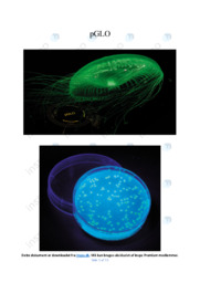 PGLO | Rapport Biologi