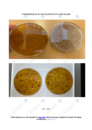 Undersøgelse af mutagenitet på gærceller | Biologi