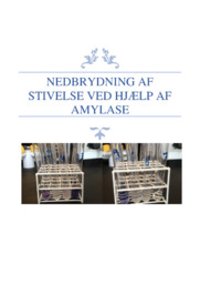 Nedbrydning Af Stivelse Ved Hjælp Af Amylase | Biologi