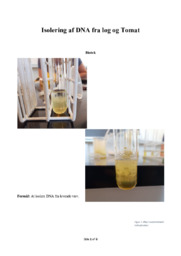 Isolering af DNA fra løg og Tomat | Bioteknologi
